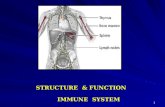 Structure of immune system mbbs