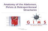 Anatomy abdomen and pelvis
