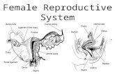 Fe male reproductive system