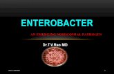 Enterobacter, an emerging Nosocomial Infection