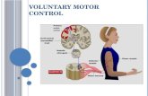 Motor system cortical control
