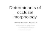 Determinents of occlusion morphology /certified fixed orthodontic courses by Indian dental academy