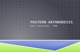 Pastern Arthrodesis