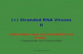 Standard (+) Rna Virus