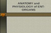 Anatomy and physiology of ENT organs