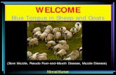 Blue tongue disease in sheep and goats