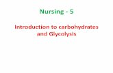 Lec 5  level 3-nu(carbohydrate metabolism i)