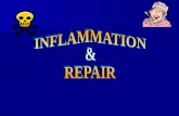 Chronic inflammation & repair