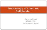 Development of Liver and Gall bladder