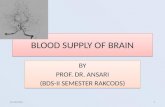 Blood supply of brain (2)