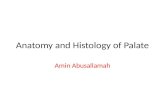 Anatomy and histology of palate