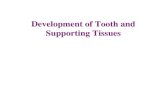 Tooth development 08 opt