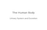 Urinary And Excretion System