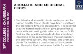 ITFT Aromatic plants in India