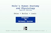 chapter 20: urinary system