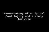 Nbel   final project - n euroanatomy of spinal cord injury - mario oliveira