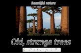 Beautiful nature: Old, strange trees