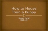 How to House Train a Puppy