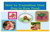 How to Transition Your Dog to Raw Food