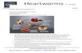 Heartworms in Dogs - South Anderson Veterinary Clinic
