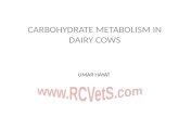 Carbohydrate Metabolism (Animal Nutrition)