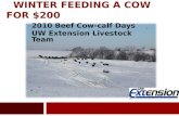 Winter Feeding a Cow for Less than $200