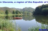 Western  Slavonia, A Region Of The  Republic Of  Croatia