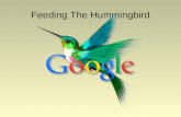 Nmd feeding humjmingbird