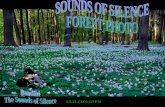 Sounds Of Silence Forest Photo