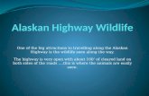 Alaskan Highway Wildlife