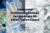 Immune transcriptional responses to viral infections