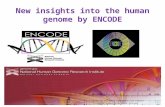 New insights into the human genome by ENCODE project