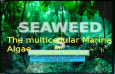 Seaweed Systematics