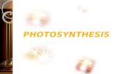 Photosynthesis (form 4 biology)