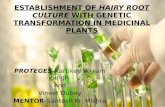 Establishment of hairy root culture with genetic transformation