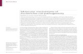 Mecanismos moleculares de la patogenicidad de E. coli