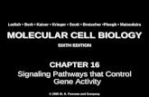 Molecular Cell Biology Lodish 6th.ppt - Chapter 16   cell signaling ii signaling pathways that control gene activity