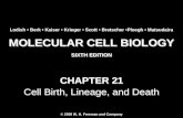 Molecular Cell Biology Lodish 6th.ppt - Chapter 21   cell birth, lineage, and death