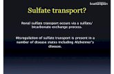 Sulfate transport