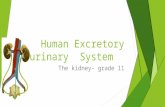 Human urinary excretory system