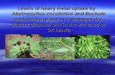 Levels of heavy metal uptake by Abelmoschus esculentus and Buchole dactyloides grown in a damaged dry-battery disposal site in the wet zone of Sri Lanka- S. Weerasinghe