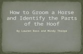 How To  Groom A  Horse And  Identify The