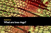 GEOG5839.02. What are tree rings?