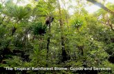 Rainforest Importance