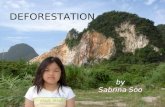3 J Sabrina Soo, Deforestation