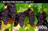 The Vine and The Branches - Part 2