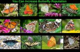 Monarch Conservation-Increase Population