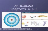 Ch. 4 and 5 review ppt