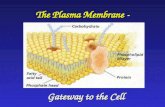 Plasma membrane w turning pt qs