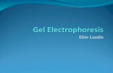 Gel electrophoresis power point may 23